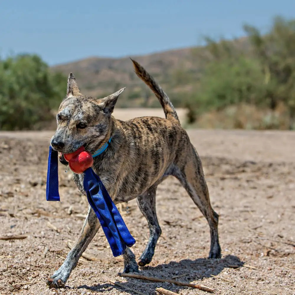 KONG® Classic Tails  - Tug, Toss & Squeak Power Toy